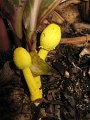 yellow fungus in garden at cafe